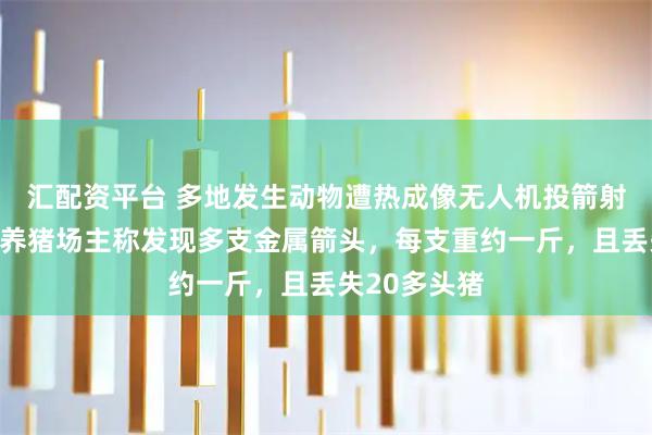 汇配资平台 多地发生动物遭热成像无人机投箭射杀事件，有养猪场主称发现多支金属箭头，每支重约一斤，且丢失20多头猪